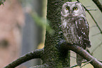 boreal owl