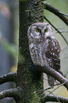 boreal owl