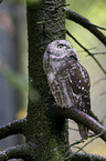 boreal owl