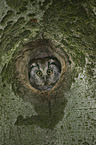 boreal owl