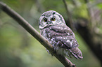boreal owl