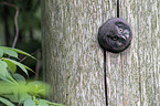 boreal owl