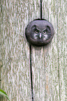 boreal owl