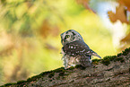 Boreal Owl