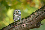 Boreal Owl