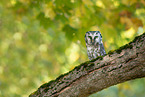 Boreal Owl