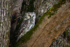 Boreal Owl