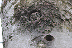Tengmalm's owl sitting in tree hollow