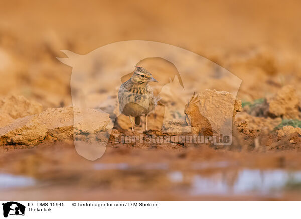 Theklalerche / Theka lark / DMS-15945