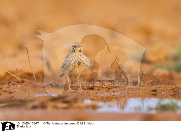 Theklalerche / Theka lark / DMS-15947