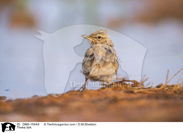 Theklalerche / Theka lark / DMS-15949
