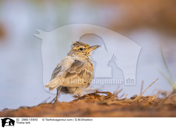 Theklalerche / Theka lark / DMS-15950