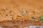 Theka lark