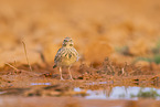 Theka lark