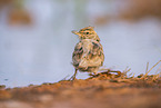 Theka lark
