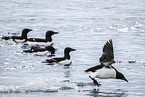 Thick-billed Murre