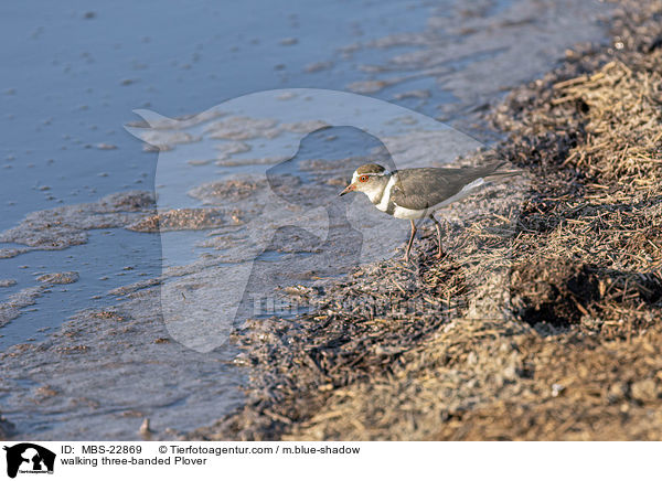 laufender Dreibandregenpfeifer / walking three-banded Plover / MBS-22869