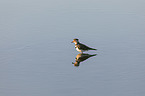 standing three-banded Plover