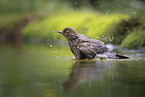 thrush