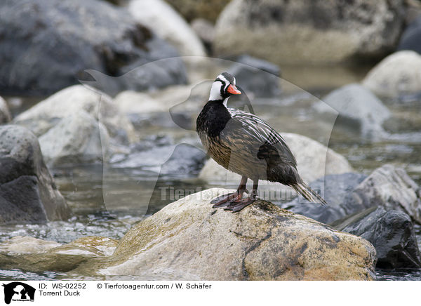 Sturzbachente / Torrent Duck / WS-02252