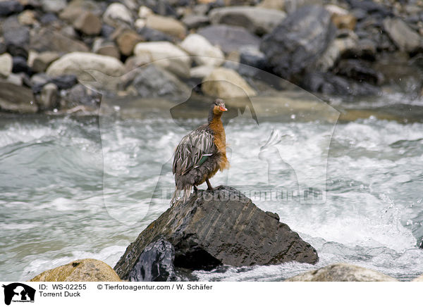 Sturzbachente / Torrent Duck / WS-02255