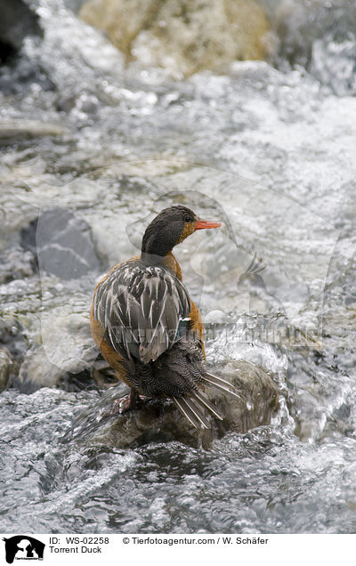 Torrent Duck / WS-02258