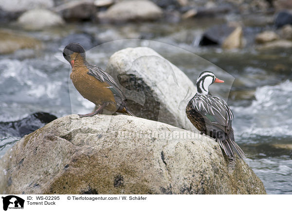 Sturzbachente / Torrent Duck / WS-02295