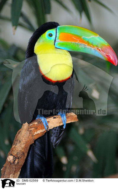 toucan / DMS-02569