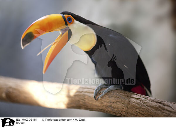 Tukan / toucan / MAZ-06161
