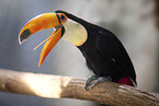 toucan