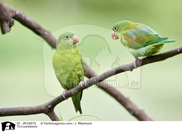 Tovisittiche / Tovi parakeets / JR-05675