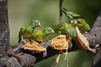 Tovi parakeets