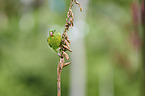 Tovi parakeet