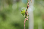 Tovi parakeet