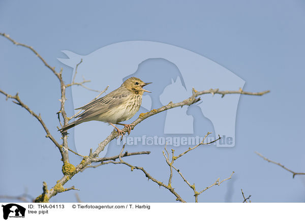 Baumpieper / tree pipit / THA-04113