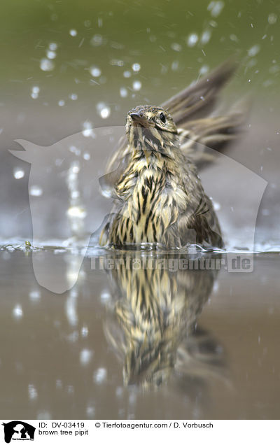 Baumpieper / brown tree pipit / DV-03419