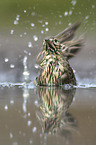 brown tree pipit