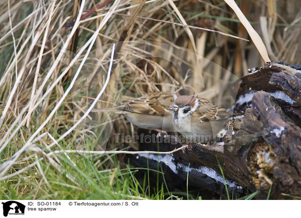 tree sparrow / SO-01184