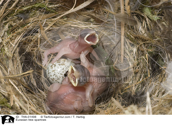 Feldsperlinge / Eurasian tree sparrows / THA-01498