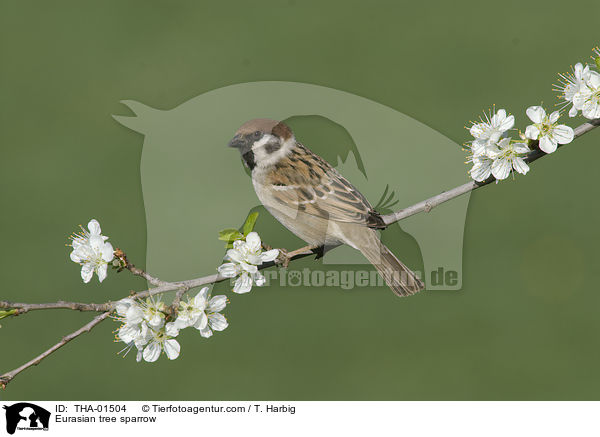 Eurasian tree sparrow / THA-01504