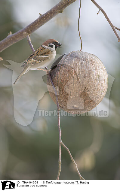 Feldsperling / Eurasian tree sparrow / THA-04958