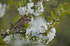 tree sparrow