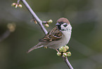 Eurasian tree sparrow