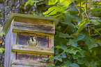 Eurasian tree sparrow