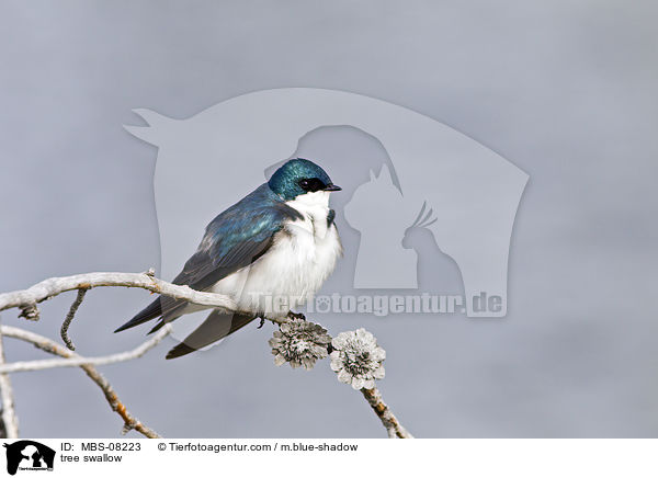 tree swallow / MBS-08223