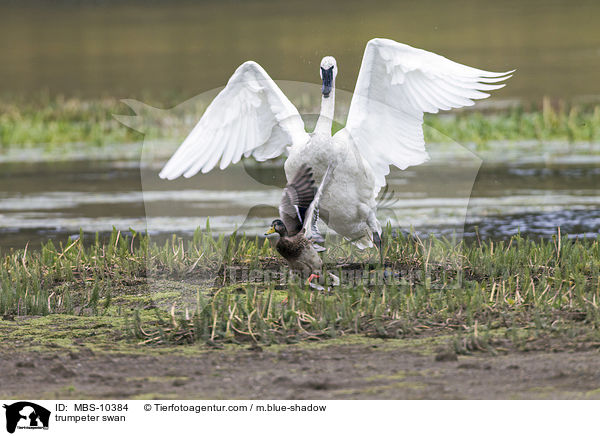 Trompeterschwan / trumpeter swan / MBS-10384