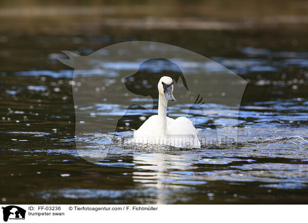 Trompeterschwan / trumpeter swan / FF-03236