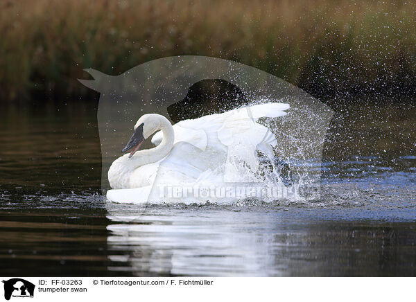Trompeterschwan / trumpeter swan / FF-03263