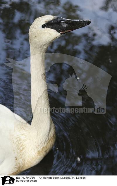 Trompeterschwan / trumpeter swan / HL-04060