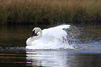 trumpeter swan